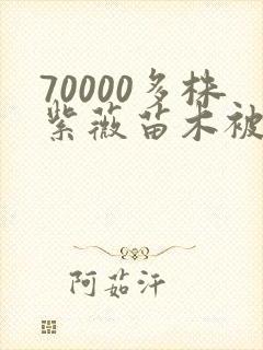 70000多株紫薇苗木被强毁