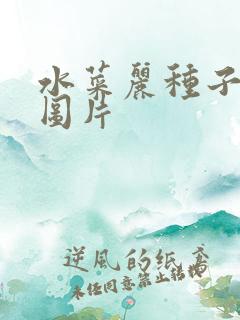 水菜丽种子全集图片