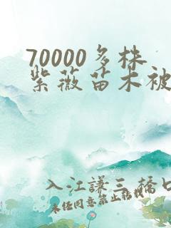 70000多株紫薇苗木被强毁