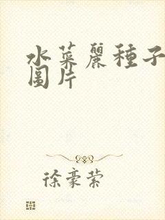 水菜丽种子全集图片