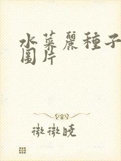 水菜丽种子全集图片
