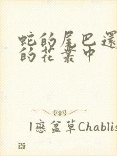 蛇的尾巴还在我的花丛中