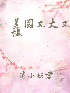 美国又大又长又租