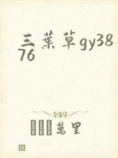 三叶草gy3876