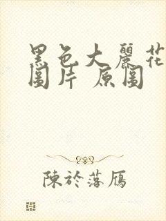 黑色大丽花真实图片 原图