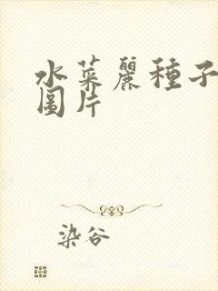 水菜丽种子全集图片