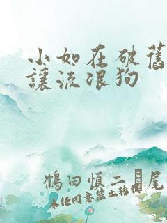 小如在破旧仓库让流浪狗