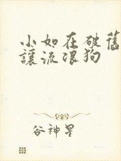 小如在破旧仓库让流浪狗