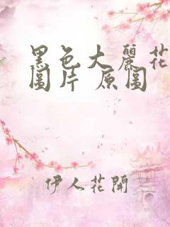 黑色大丽花真实图片 原图