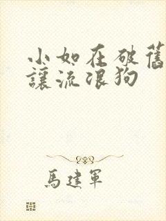 小如在破旧仓库让流浪狗