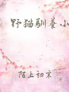 野猫驯养小说