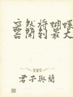 突然将蝴蝶遥控器开到最大