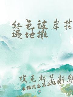 红色彼岸花花瓣遍地撒