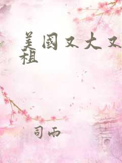 美国又大又长又租