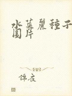 水菜丽种子全集图片