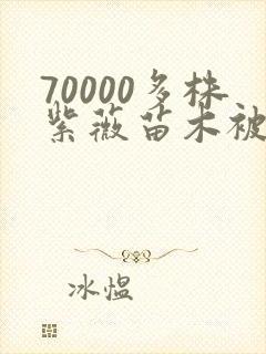 70000多株紫薇苗木被强毁