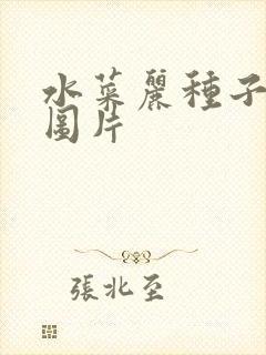 水菜丽种子全集图片