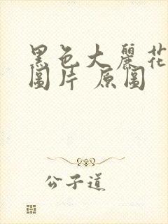 黑色大丽花真实图片 原图