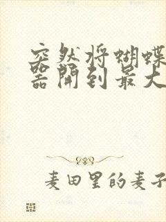 突然将蝴蝶遥控器开到最大