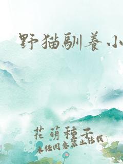 野猫驯养小说