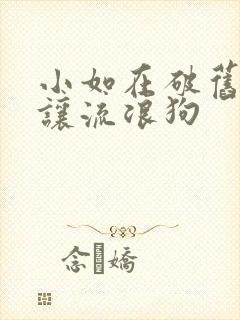 小如在破旧仓库让流浪狗