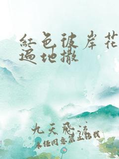 红色彼岸花花瓣遍地撒