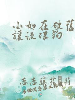 小如在破旧仓库让流浪狗