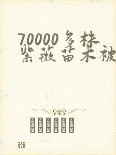 70000多株紫薇苗木被强毁