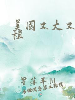 美国又大又长又租