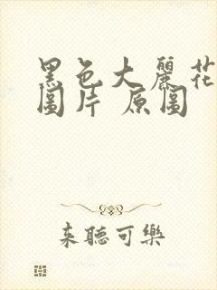 黑色大丽花真实图片 原图