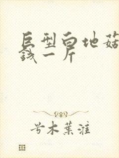 巨型白地菇多少钱一斤