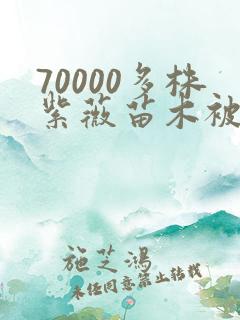 70000多株紫薇苗木被强毁