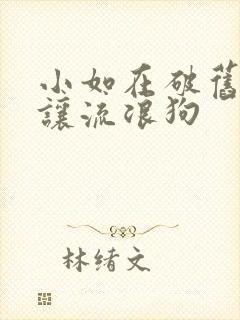 小如在破旧仓库让流浪狗