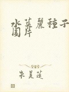 水菜丽种子全集图片