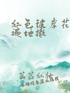 红色彼岸花花瓣遍地撒