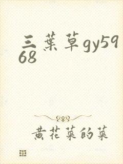 三叶草gy5968