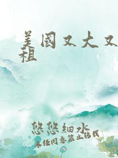 美国又大又长又租