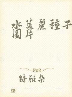 水菜丽种子全集图片