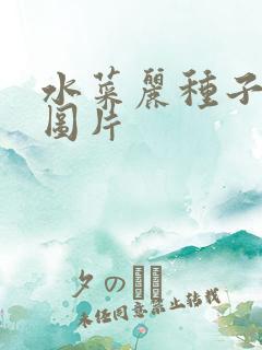 水菜丽种子全集图片