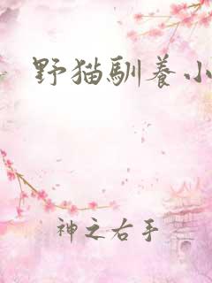 野猫驯养小说