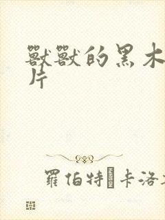 兽兽的黑木耳照片