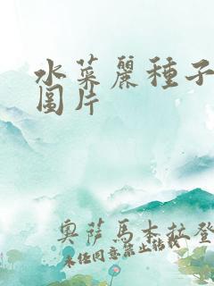 水菜丽种子全集图片