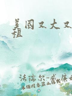 美国又大又长又租