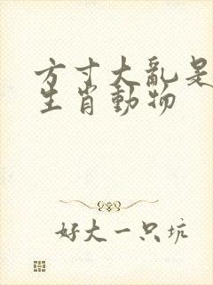 方寸大乱是什么生肖动物