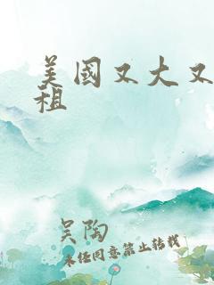 美国又大又长又租