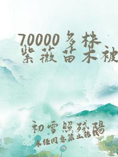 70000多株紫薇苗木被强毁