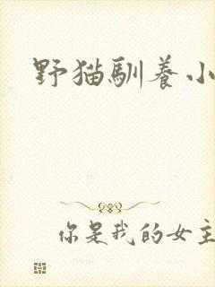 野猫驯养小说