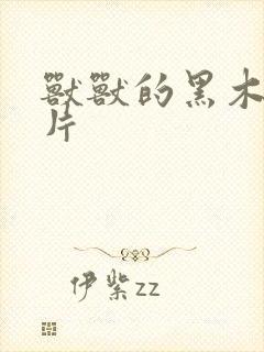 兽兽的黑木耳照片