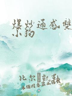 爆炒通感双胞胎小狗