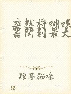 突然将蝴蝶遥控器开到最大